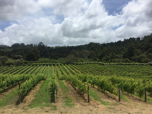 Auckland Winery